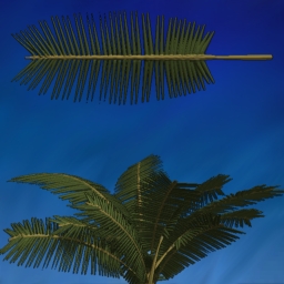 palmfrawn2EXAMPLE.jpg