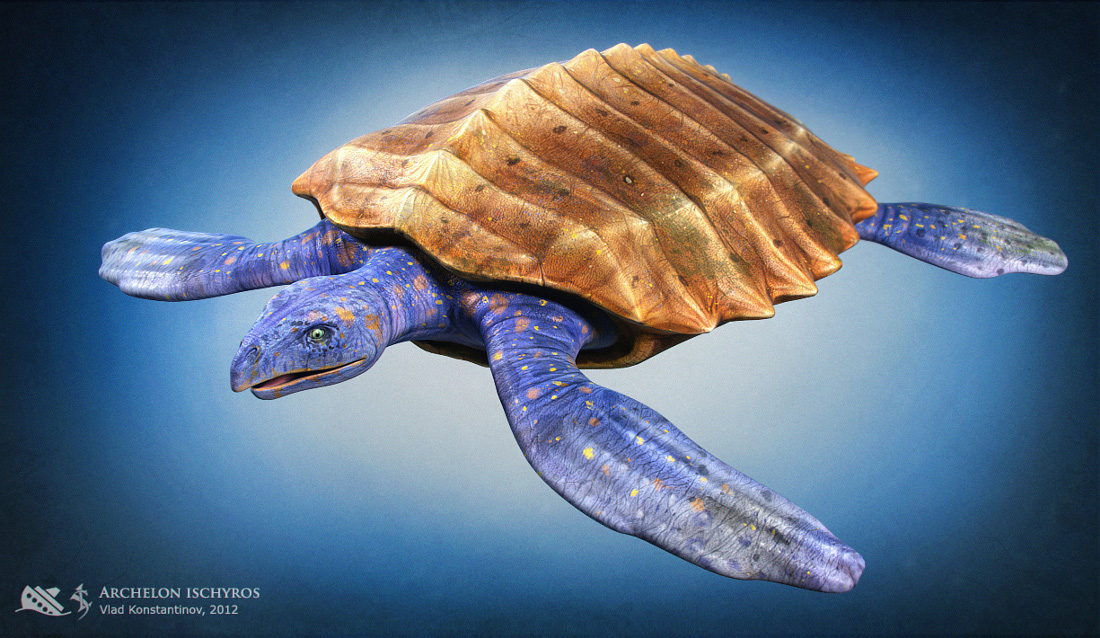 Archelon01_1100(low).jpg