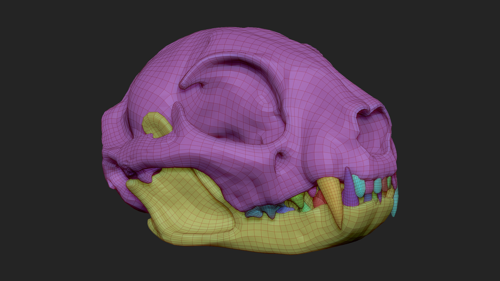 MarcusTrolldenier_SculptingAnatomy_week2_cat_skull_05.jpg