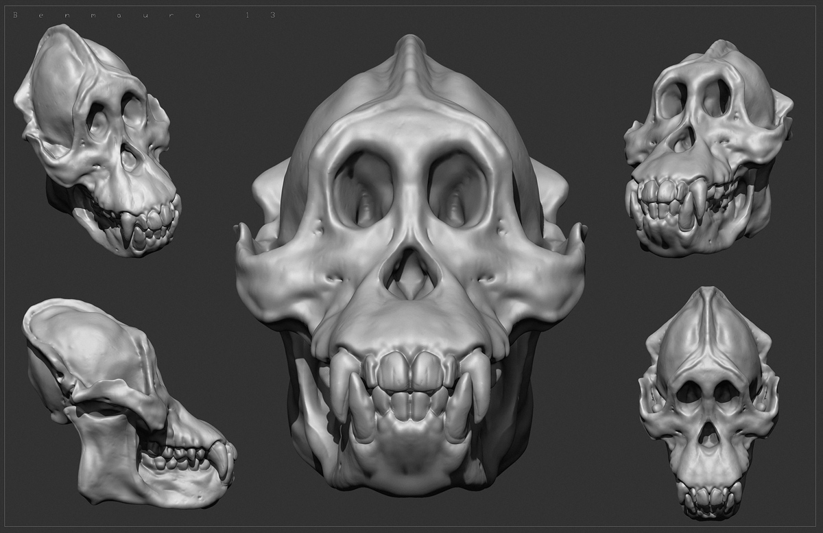 Primate_04_BM.jpg