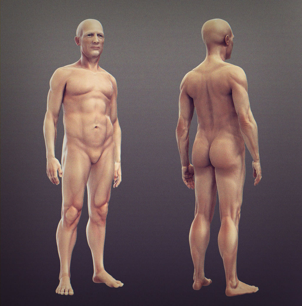 maleanatomy.jpg