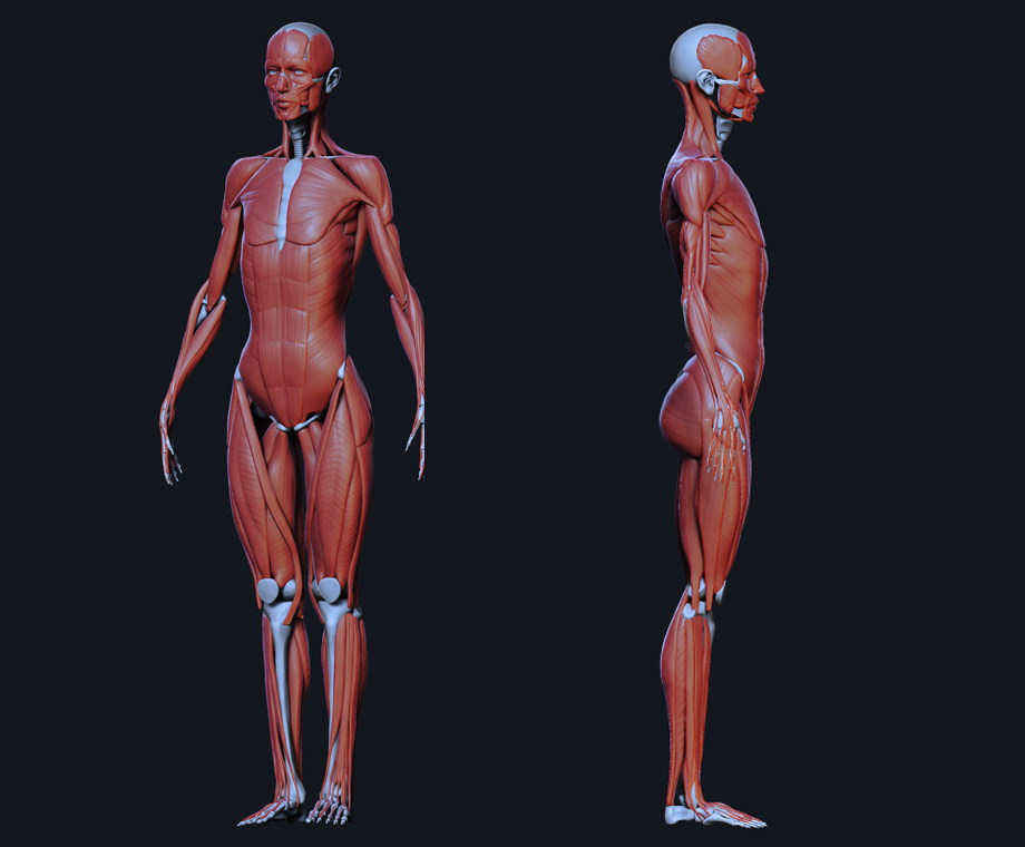 ANT03.jpg