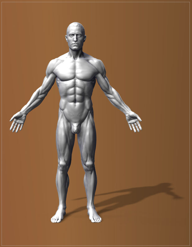 anatomyman1.jpg