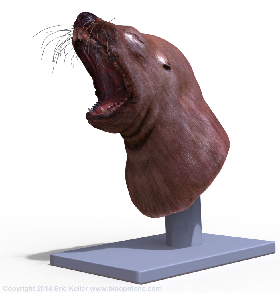 seaLionKeyshot.jpg