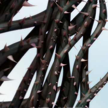 thorns.jpg