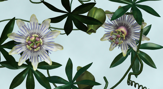 passiflora_crop.jpg