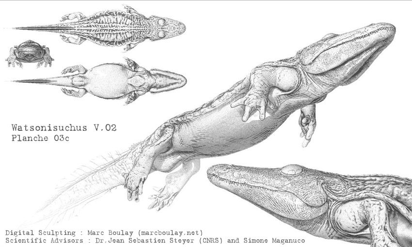 Watsonisuchus_V02c.jpg