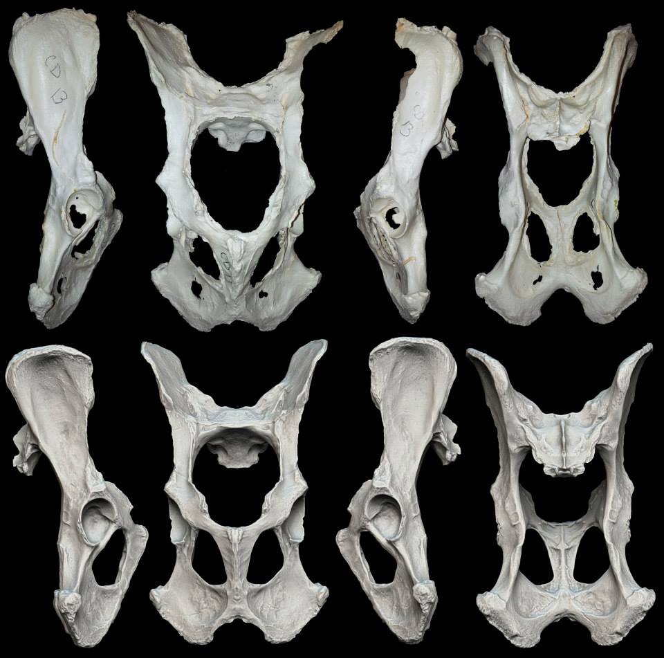 Dire wolf pelvis.jpg