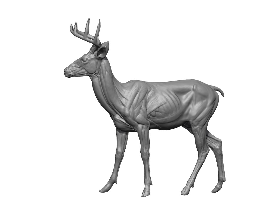 DEER_RENDER4.jpg