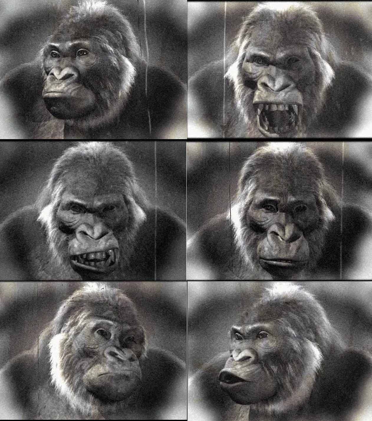 apeframes.jpg