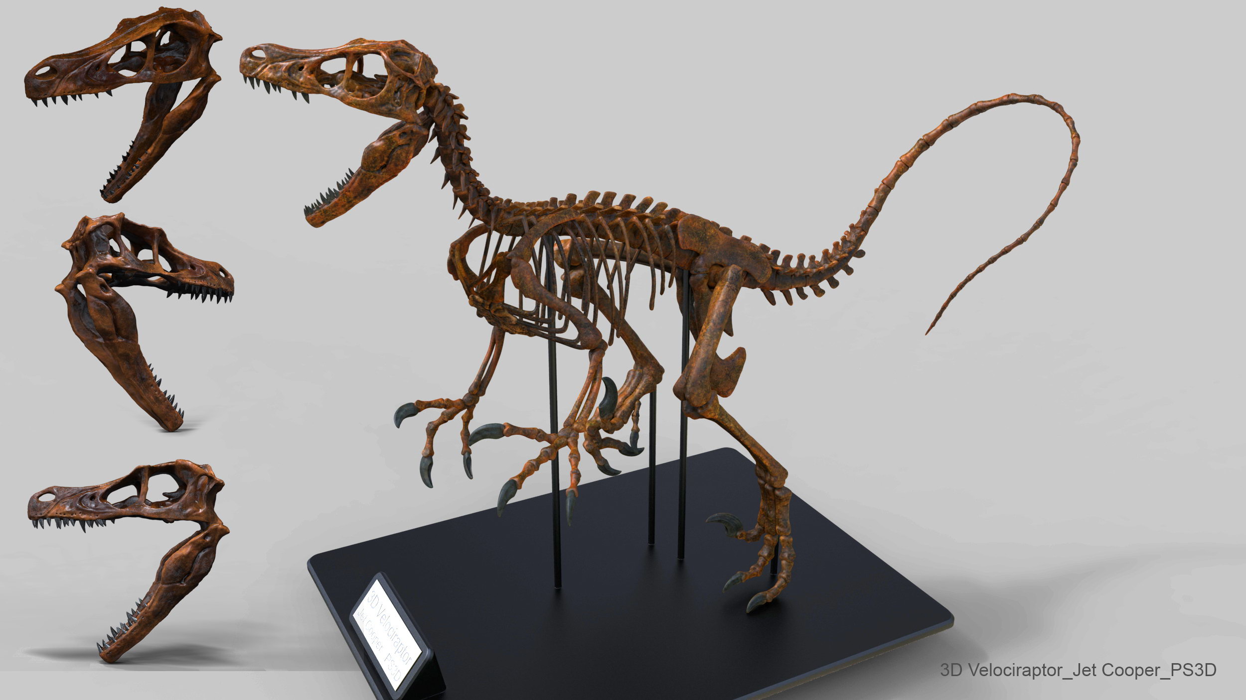 Raptor.173.jpg