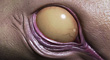 ZBCThumb1.jpg