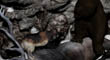 ELK FUR 17.jpg