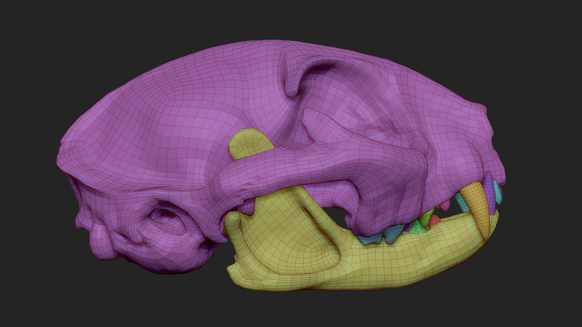 MarcusTrolldenier_SculptingAnatomy_week2_cat_skull_06.jpg