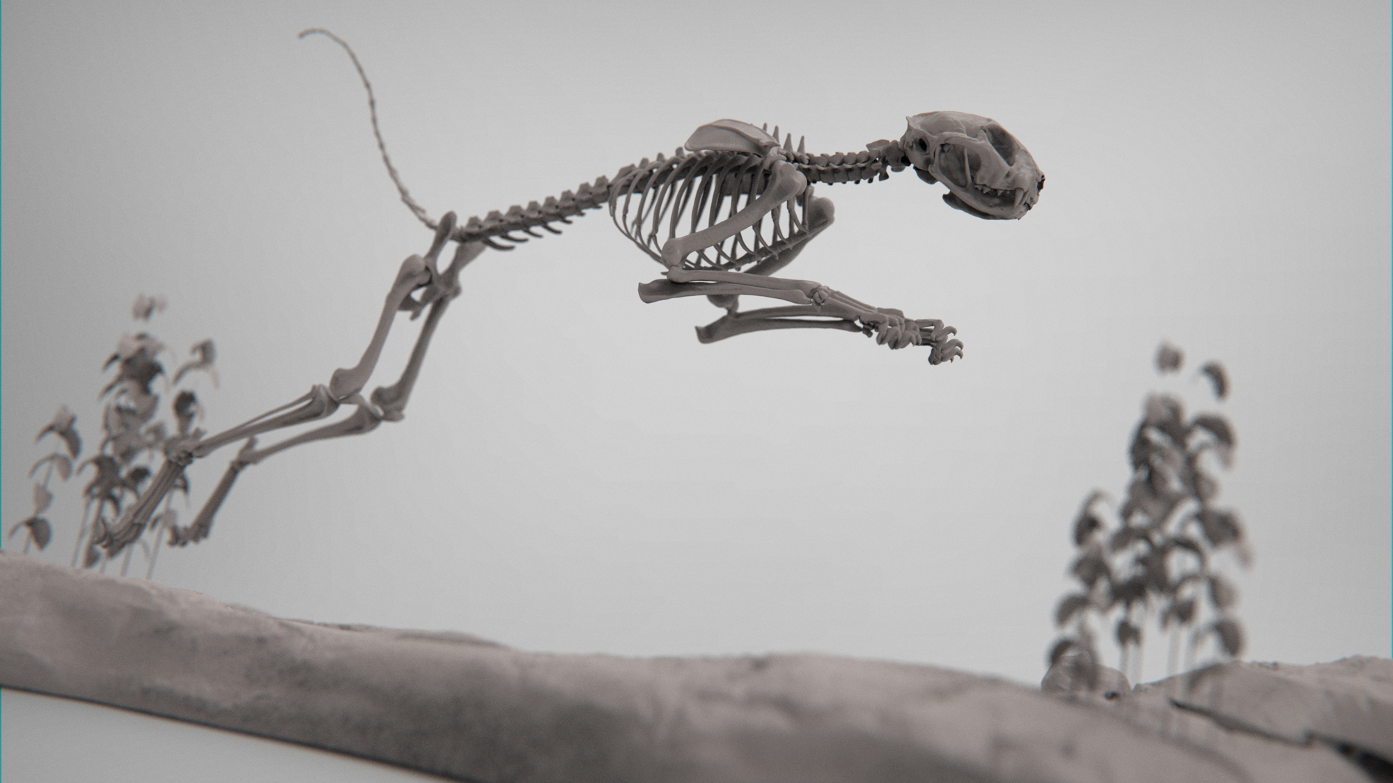 MarcusTrolldenier_SculptingAnatomy_week3_domestic_cat_19.jpg