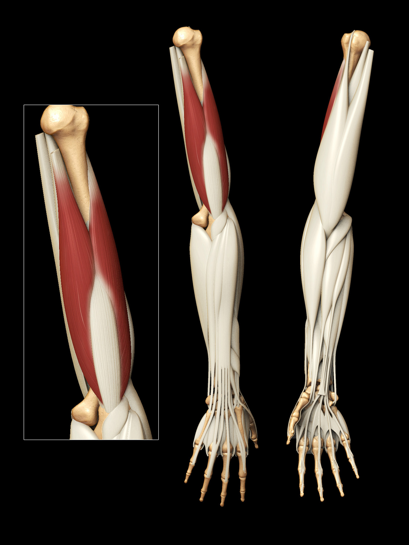 muscleupdate.jpg