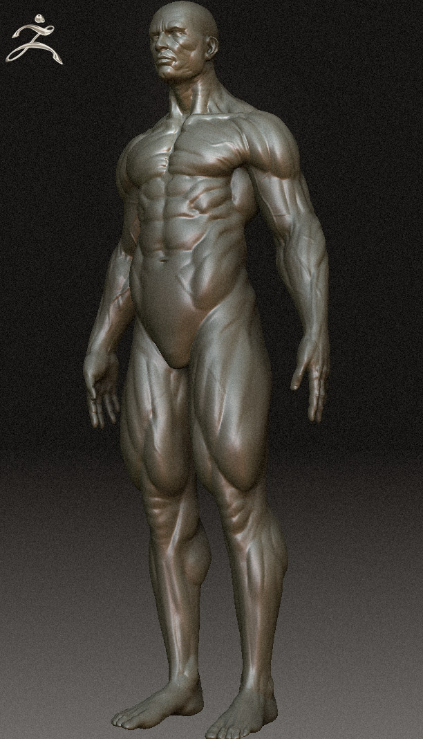 anatomy1.jpg