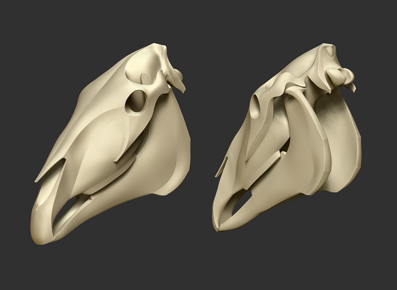 horse_skull_a.jpg