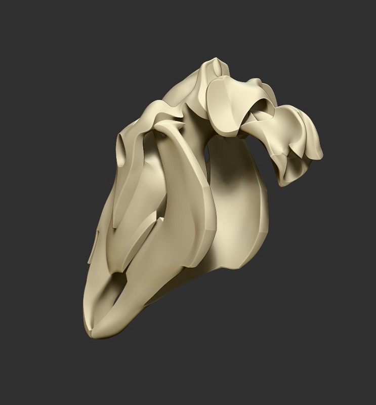 horse_skeleton01.jpg