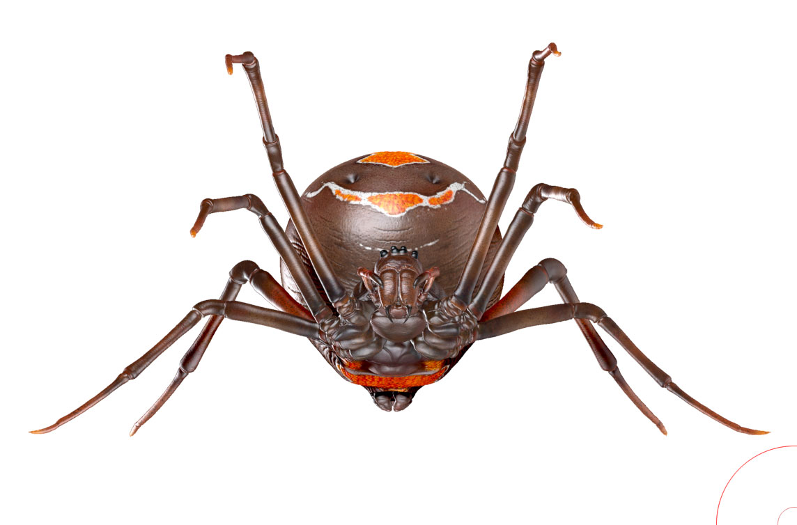 spider-good-2.jpg