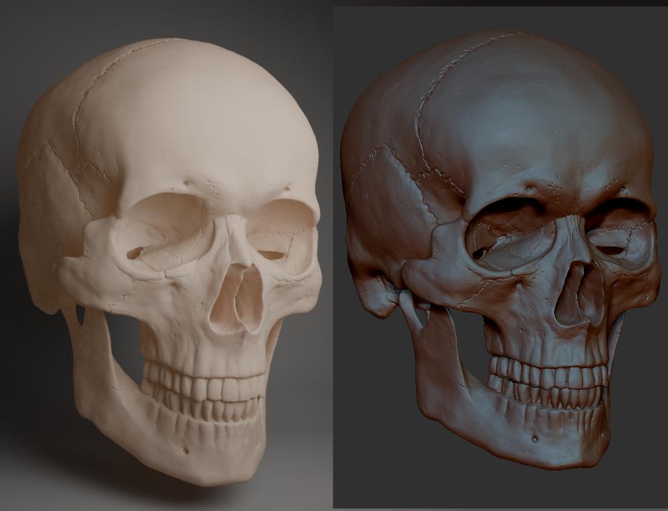 Skull_WIP.jpg