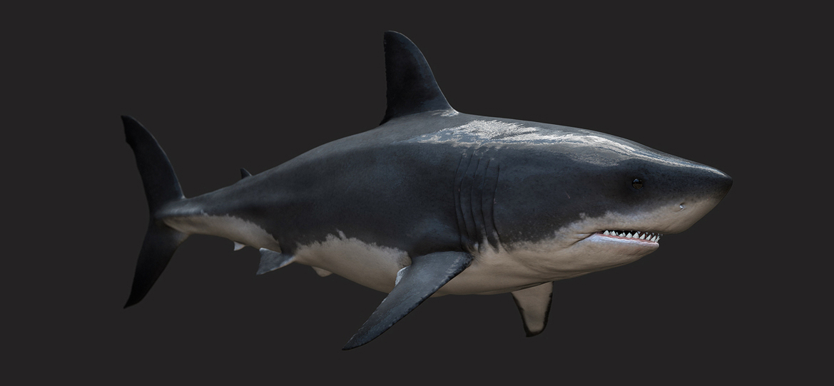 bruce wip 003.jpg