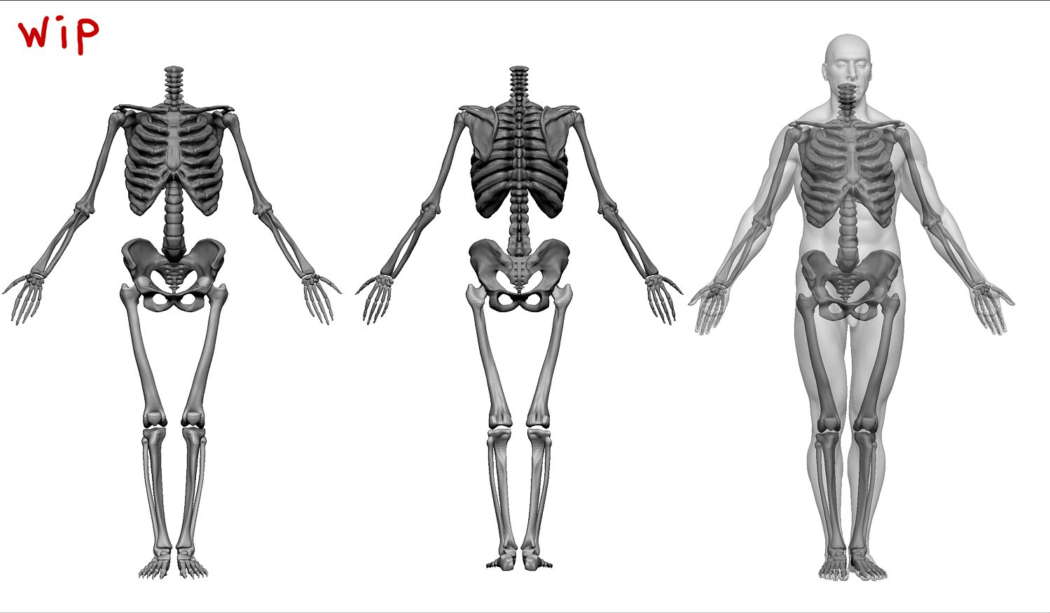 anatomy-final-skeleton.jpg