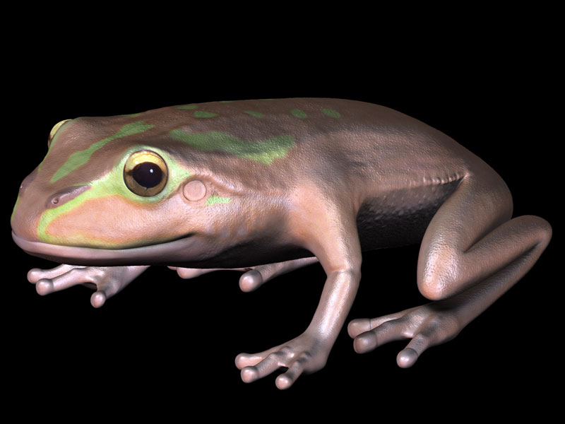 froglrg.jpg