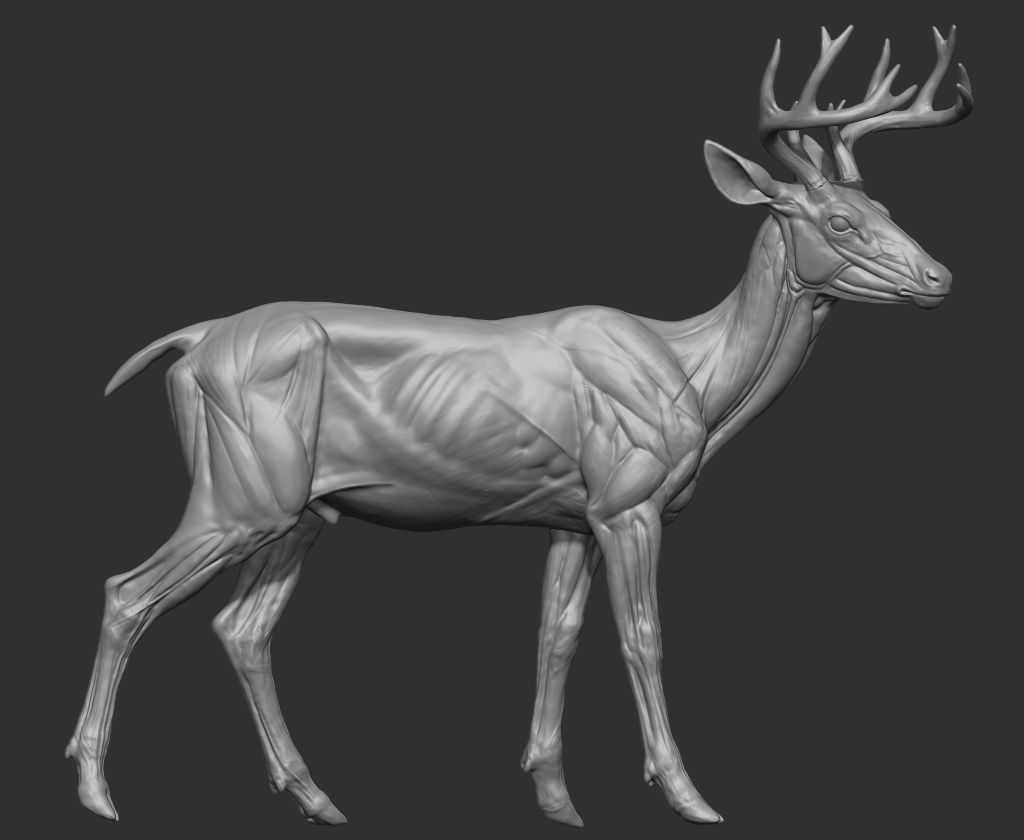DEER_RENDER_1.jpg