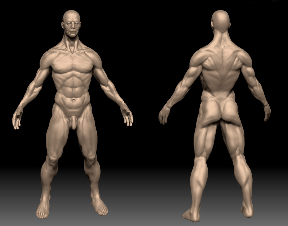 anatomy_study_WIP.jpg