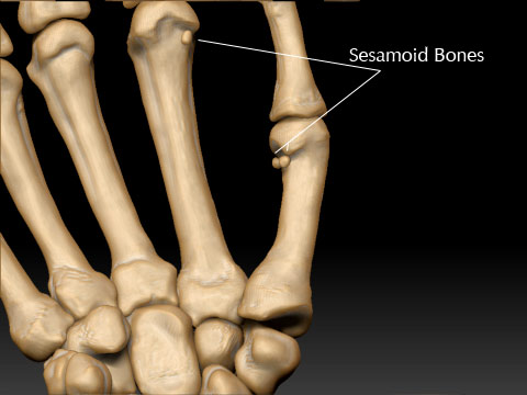 sesamoid-bones.jpg