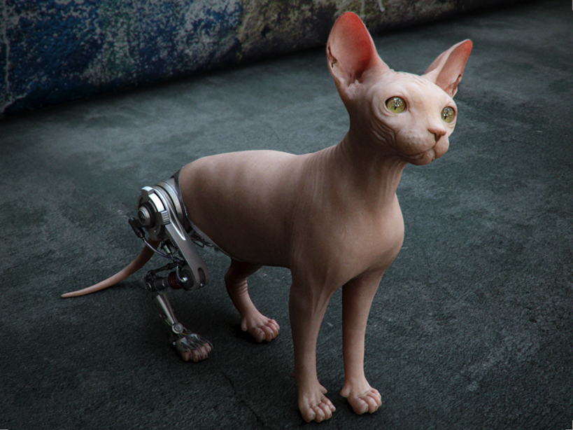 Gatto.jpg