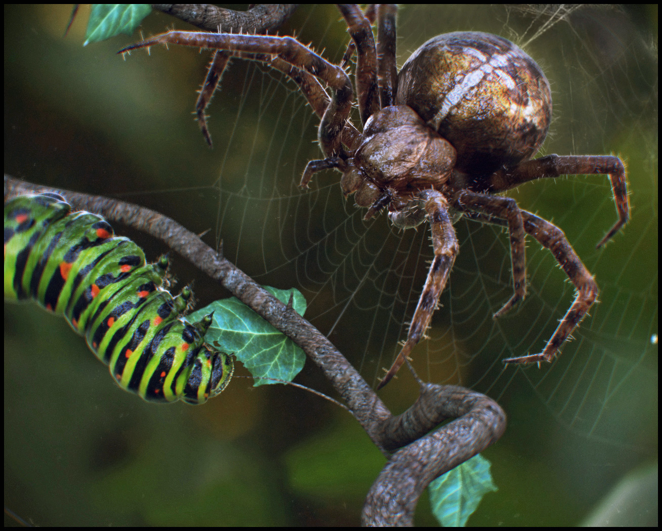 Spidervslagarta2025.jpg