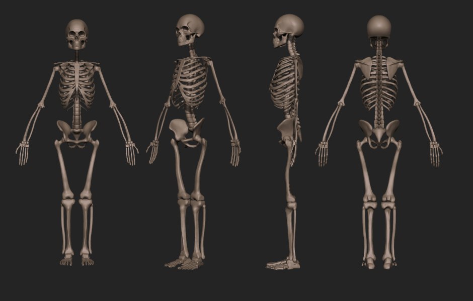 Skeleton.jpeg