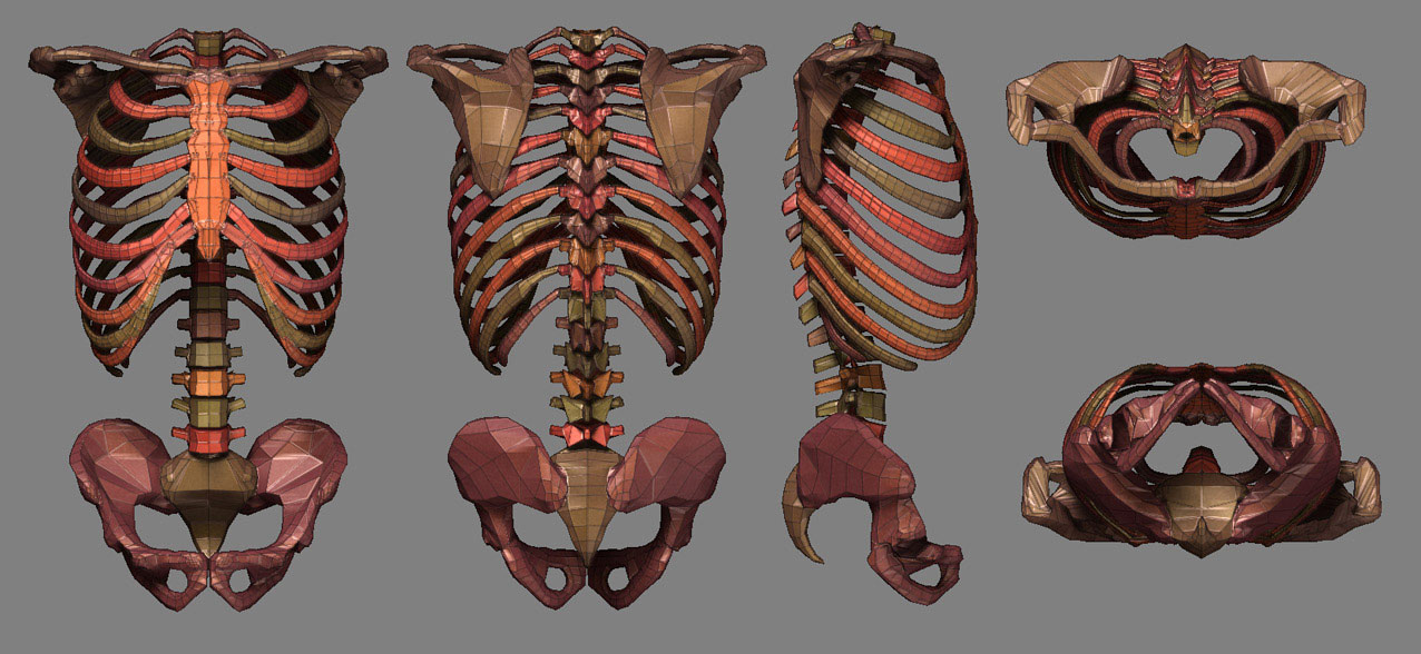 torso1.jpg