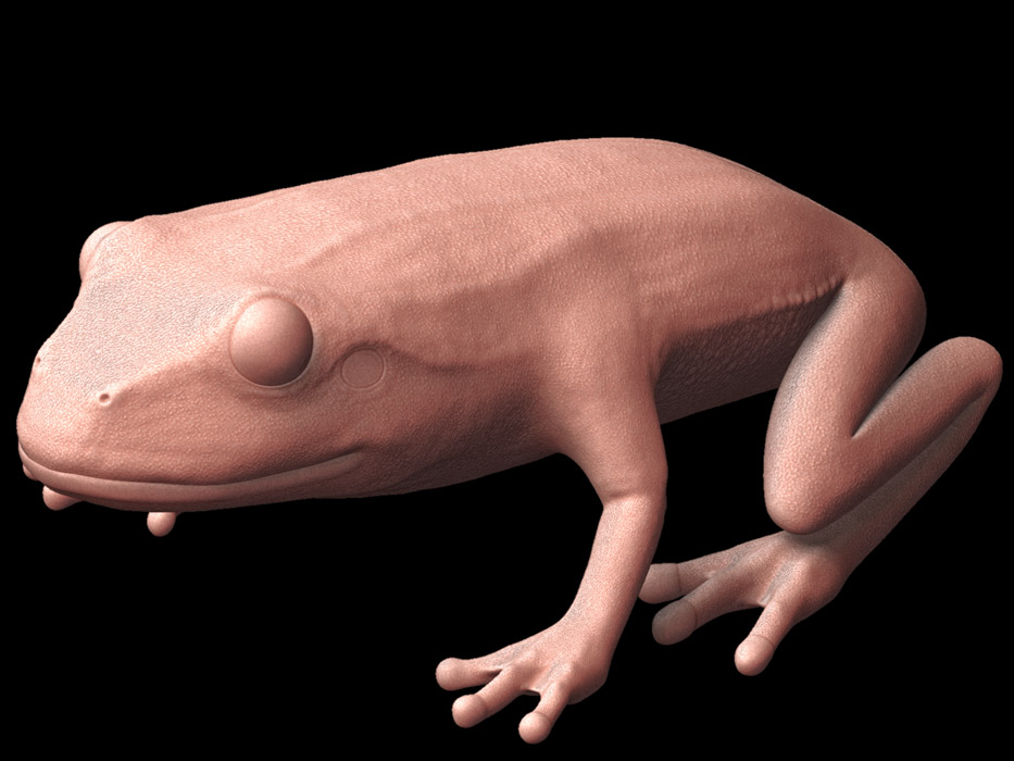 frog-detailed.jpg