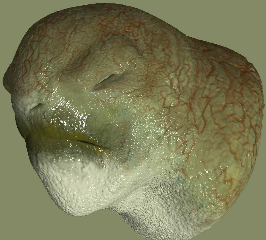 turtleMouthClosed.jpg