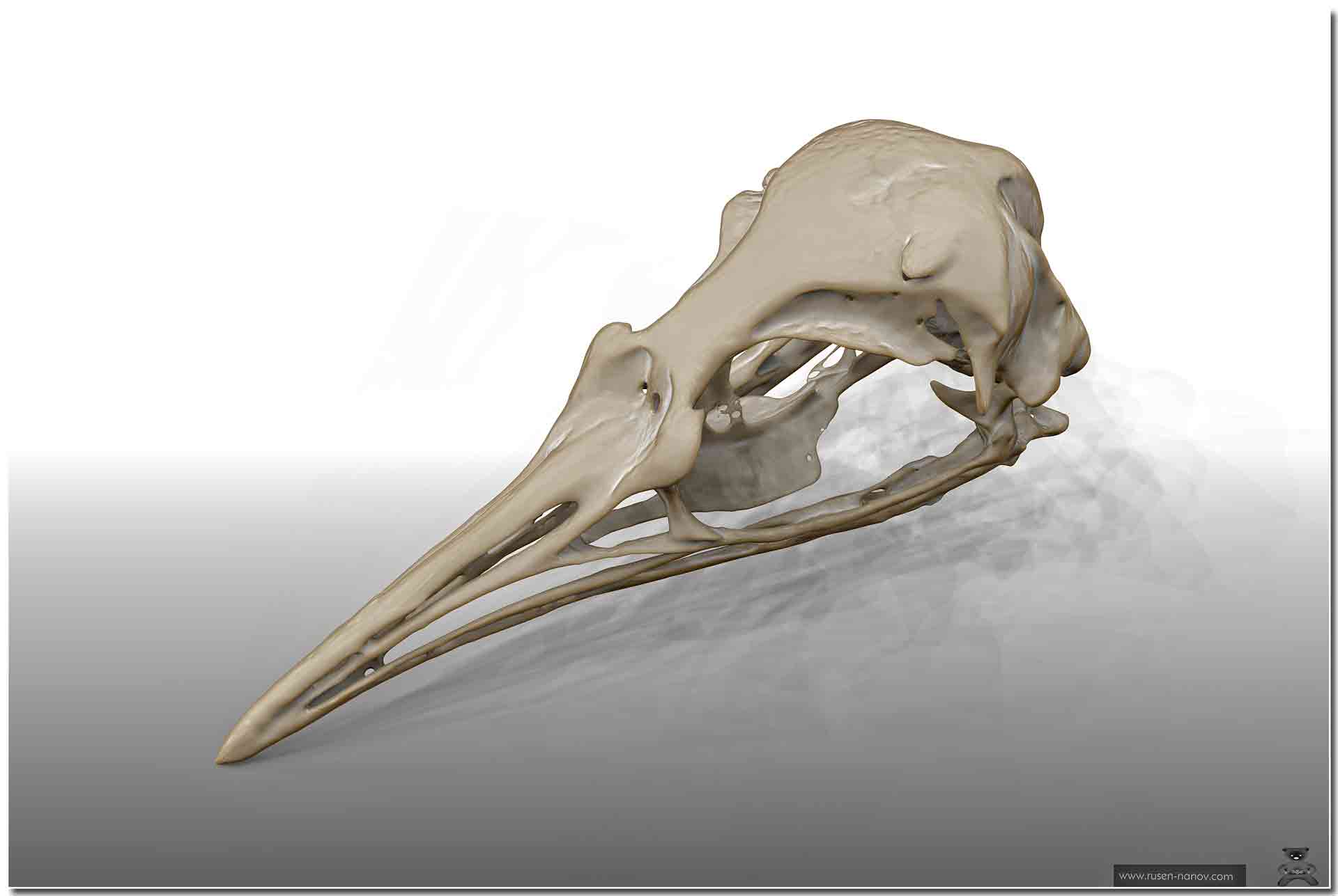 BirdSkull1_PS.jpg