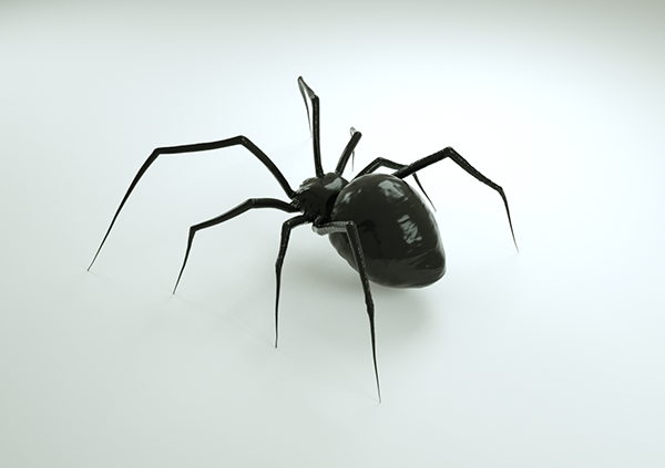spinne2