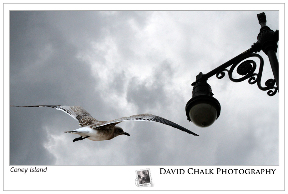 BirdAndLight.jpg