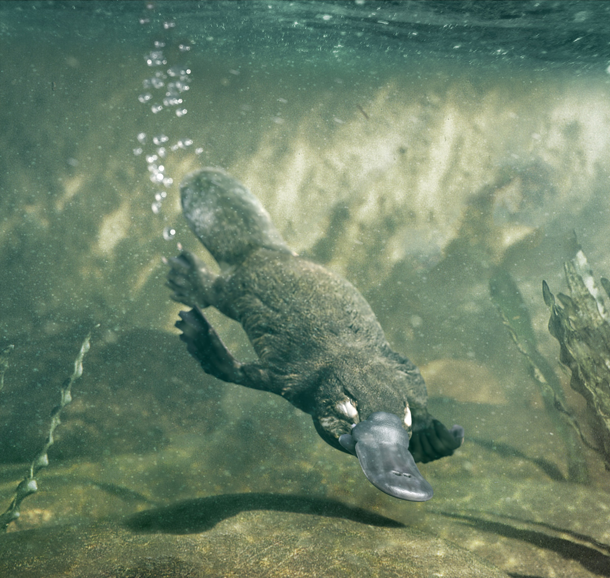 platypus3.10.jpg
