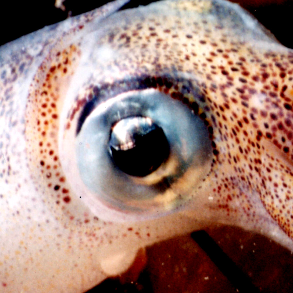 Eye_squid.jpg