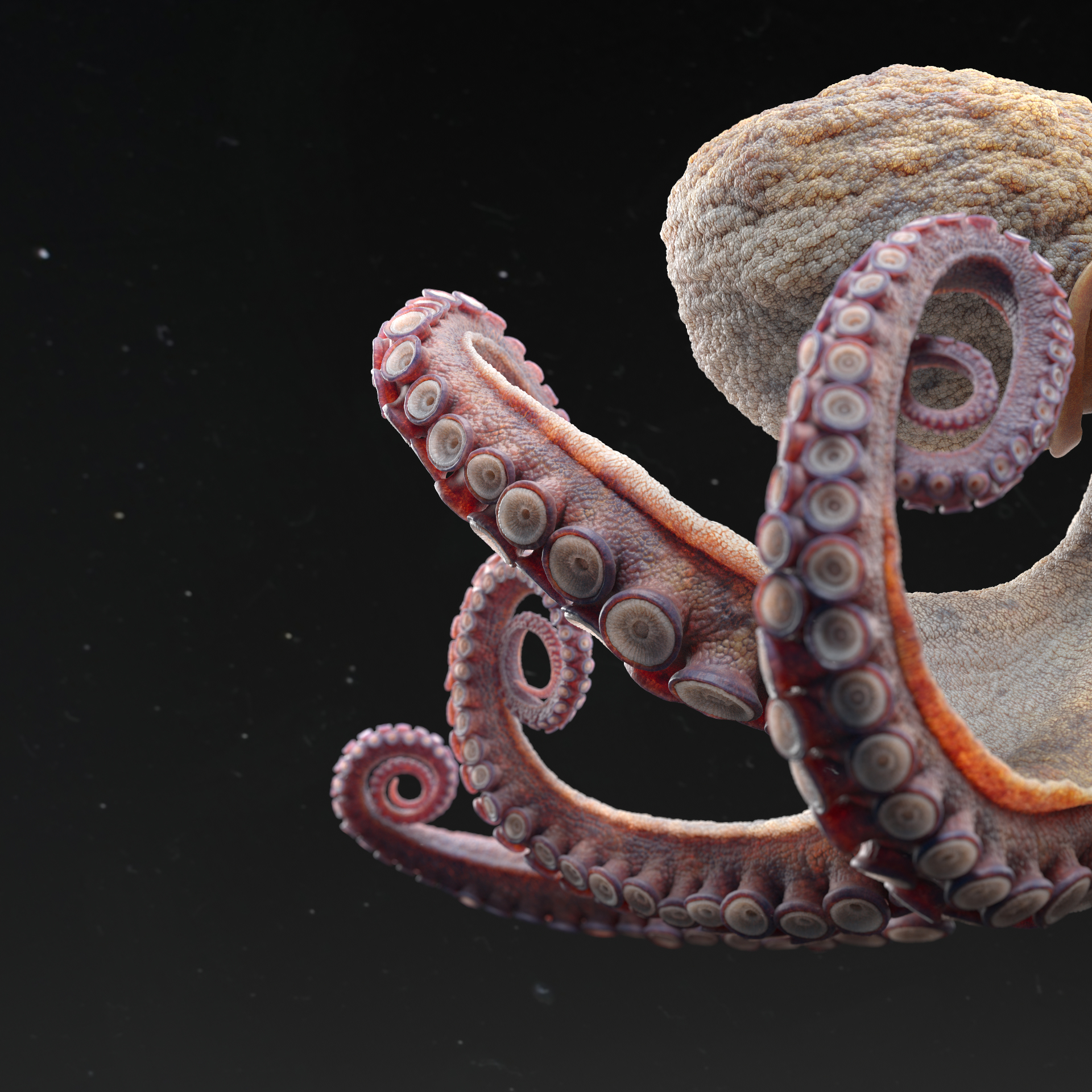 Octopus_lookDev_square01_v020_2K_0090