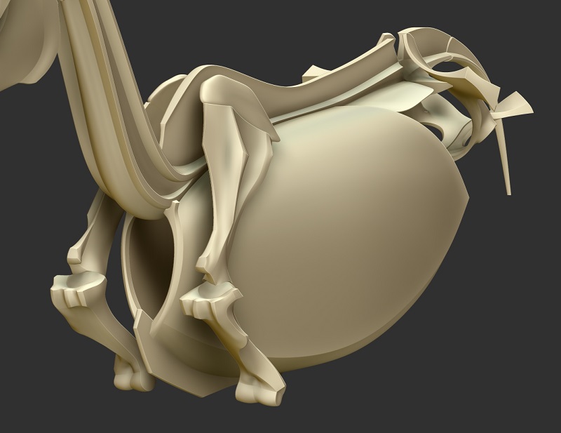 horse_skeleton06.jpg