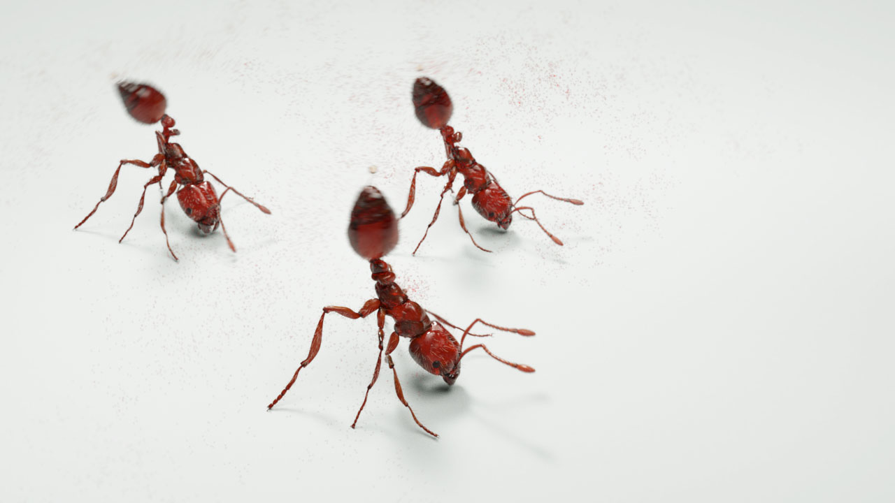 Keller_fireant_zbc_02 copy.jpg