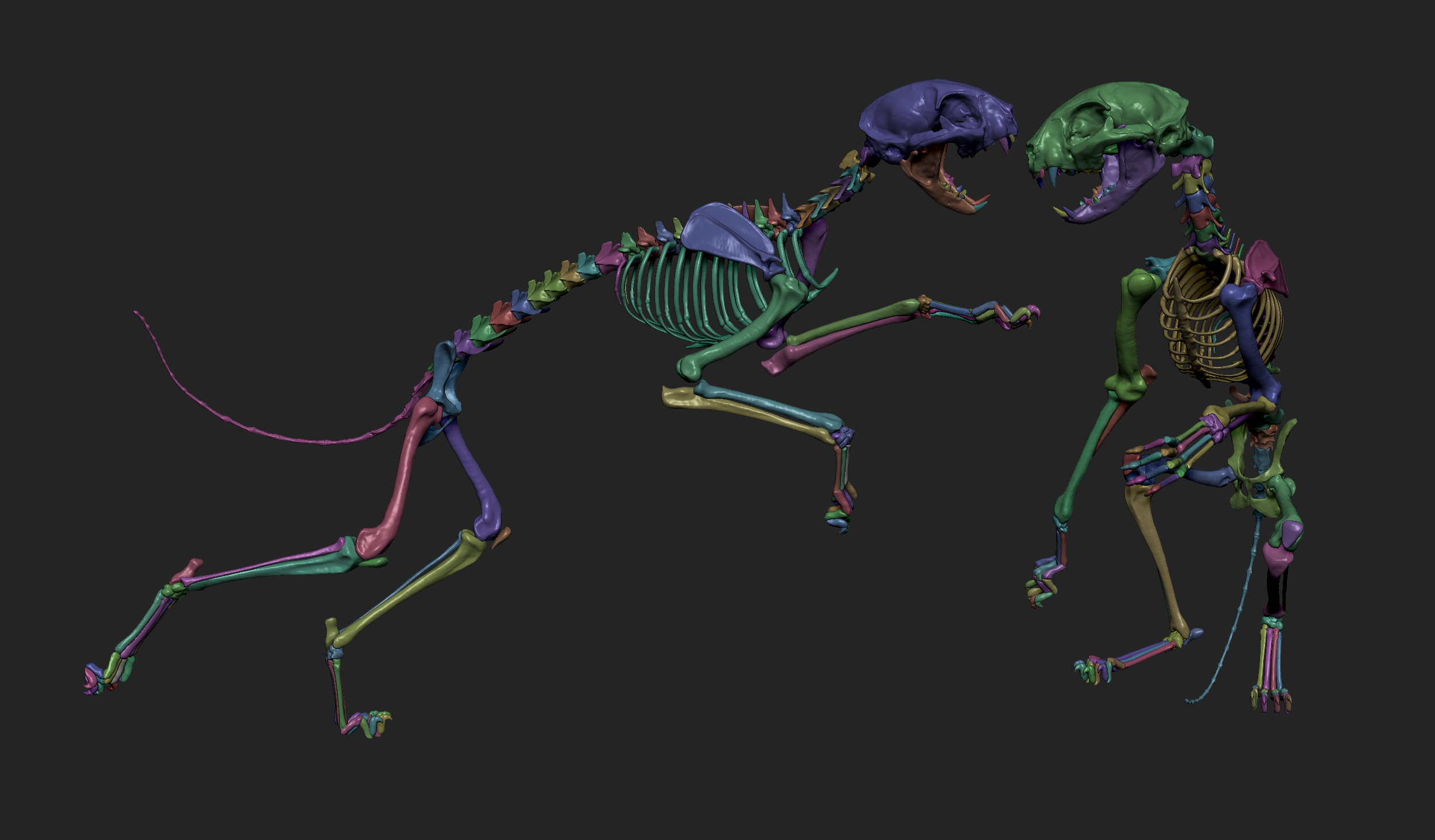 MarcusTrolldenier_SculptingAnatomy_week3_domestic_cat_14.jpg