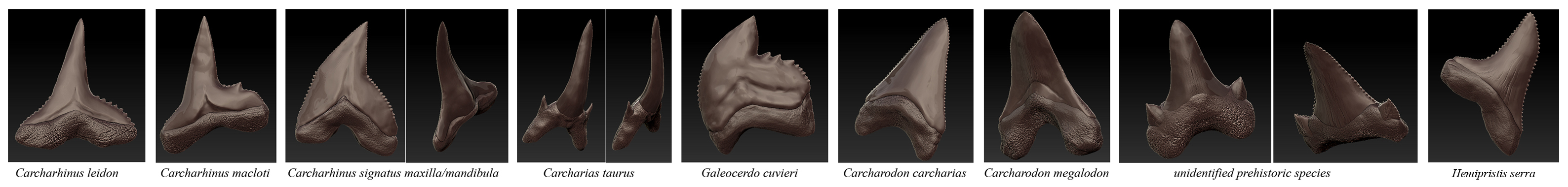 several teeth1sml.jpg