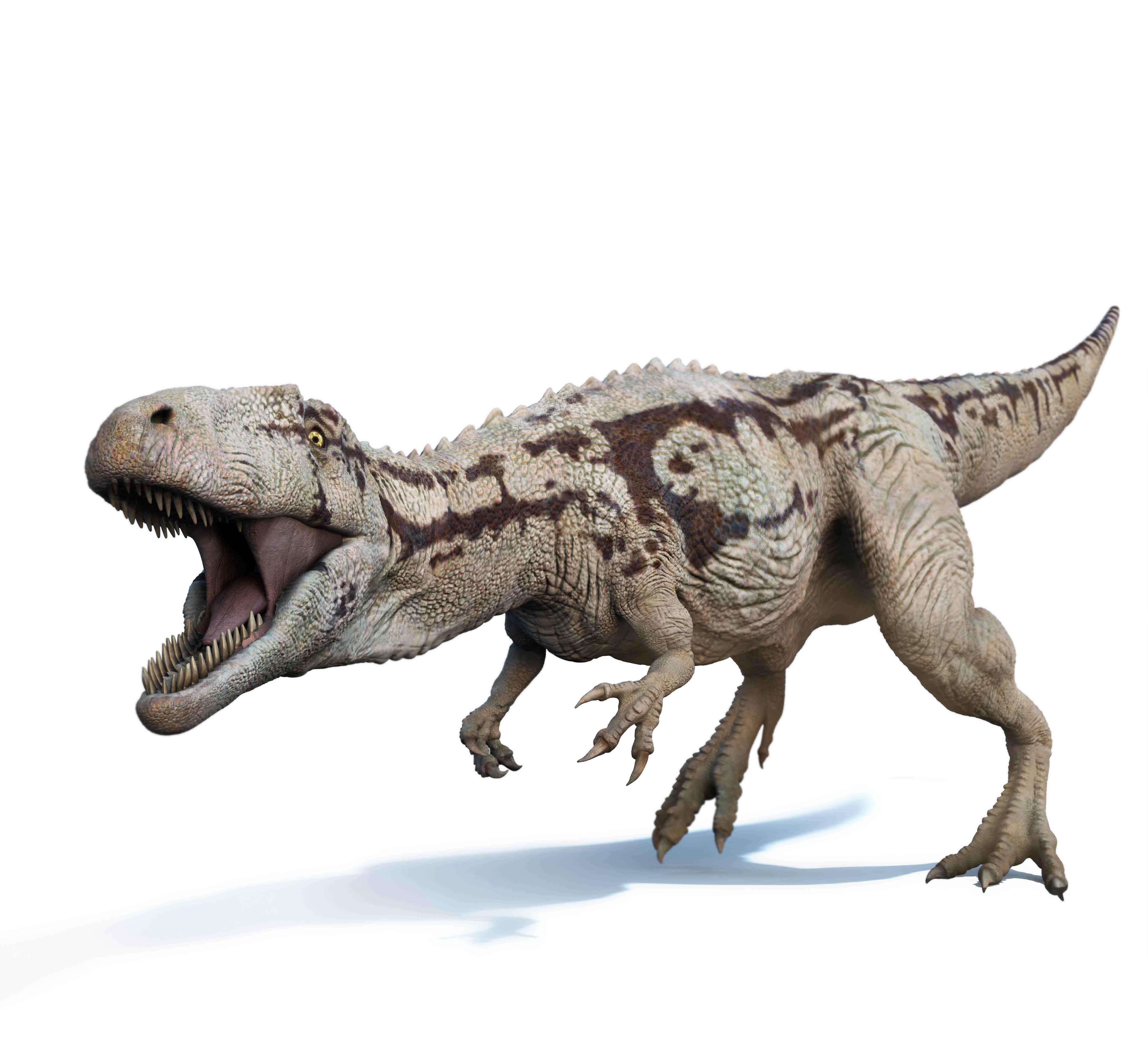 carcharodontosaurus copy.jpg