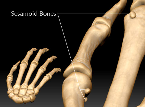 sesamoid-bones.jpg