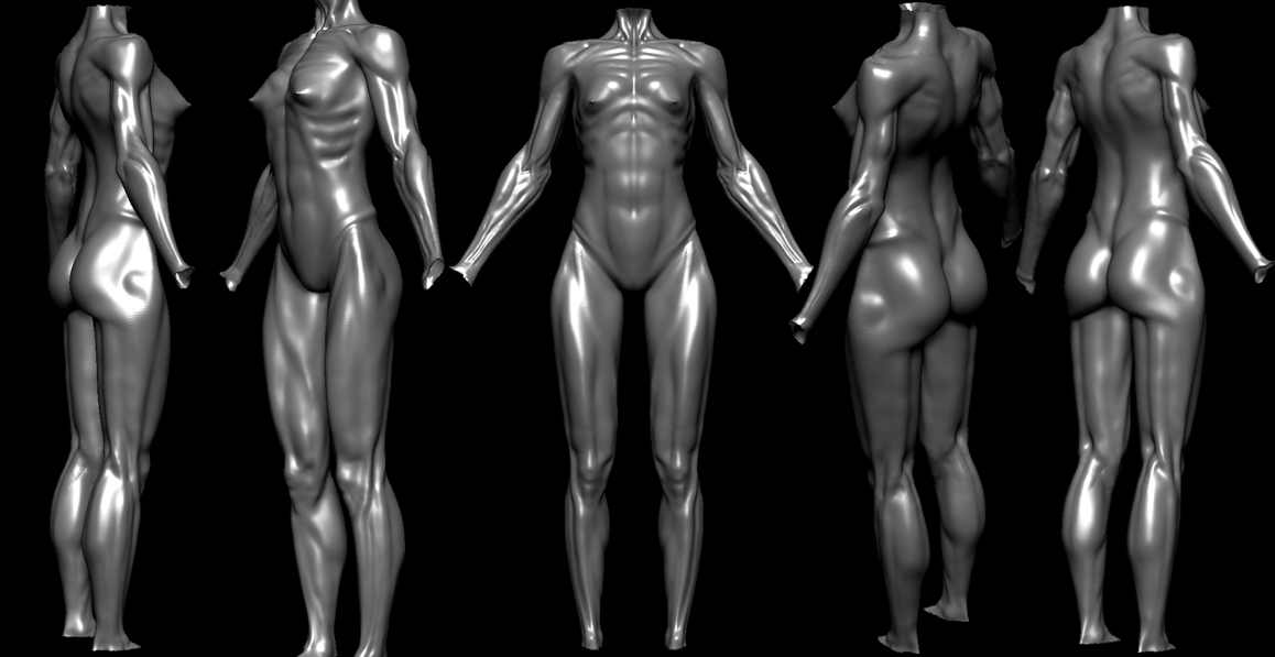 femaleanatomy.jpg